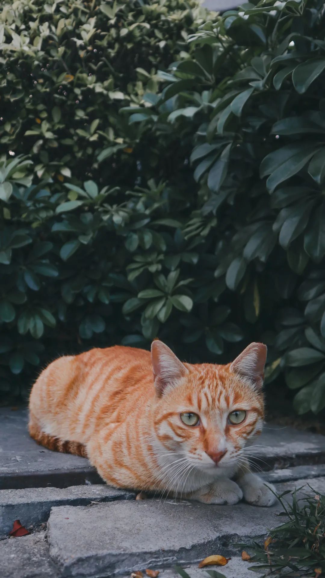 3FE7822849BDB01017A06020556_556FD952_36FD0 ͼƬ